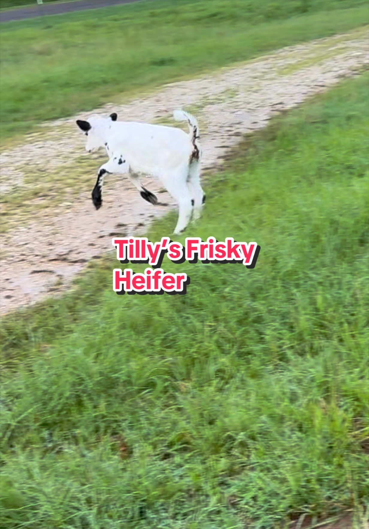 @Piney Bend Cattle