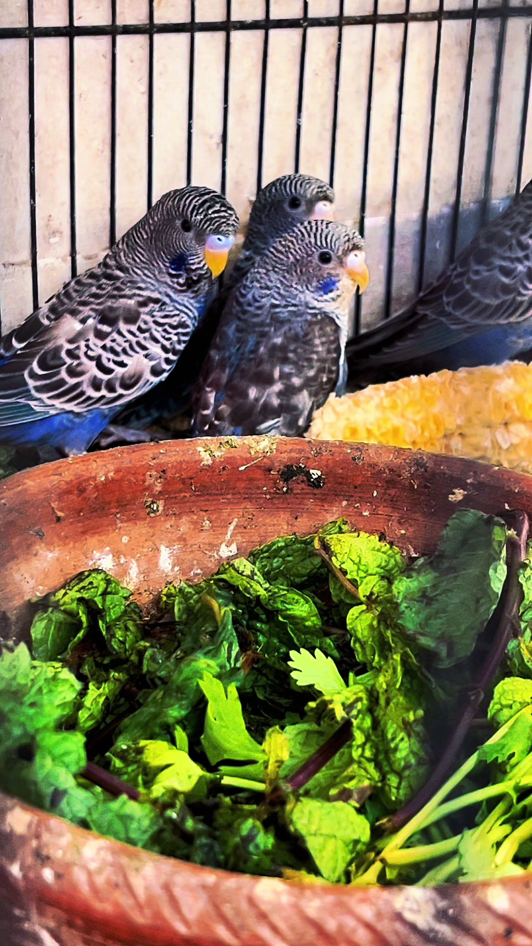 @Birds Lover