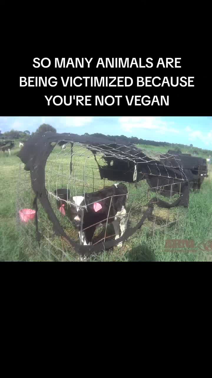 @advocate4animals