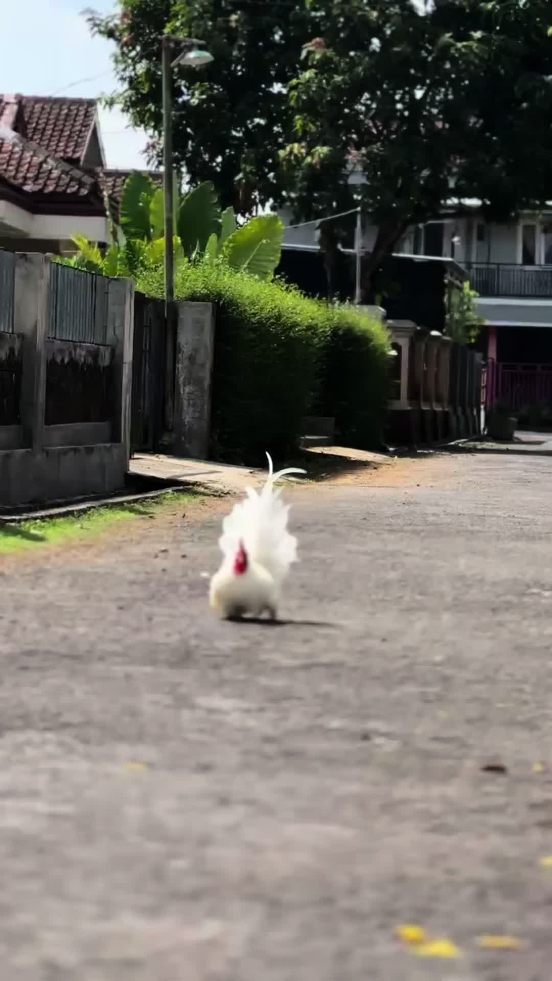 @montoku