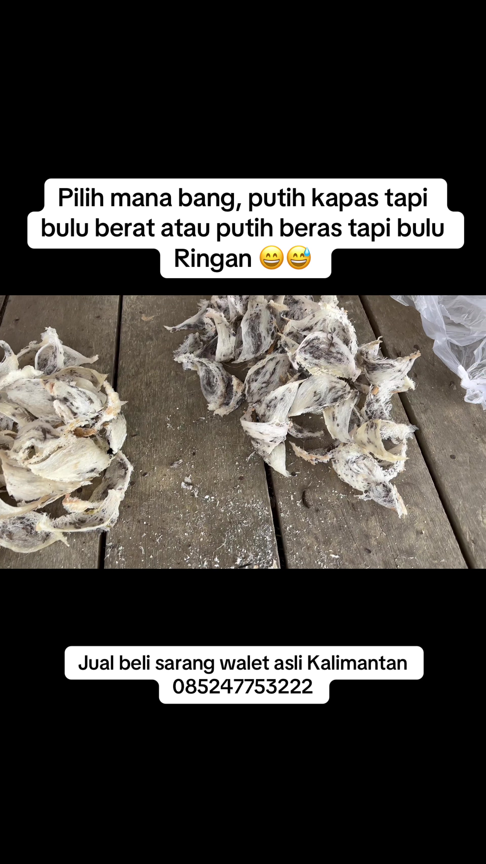 @Walet Rimba Kalimantan