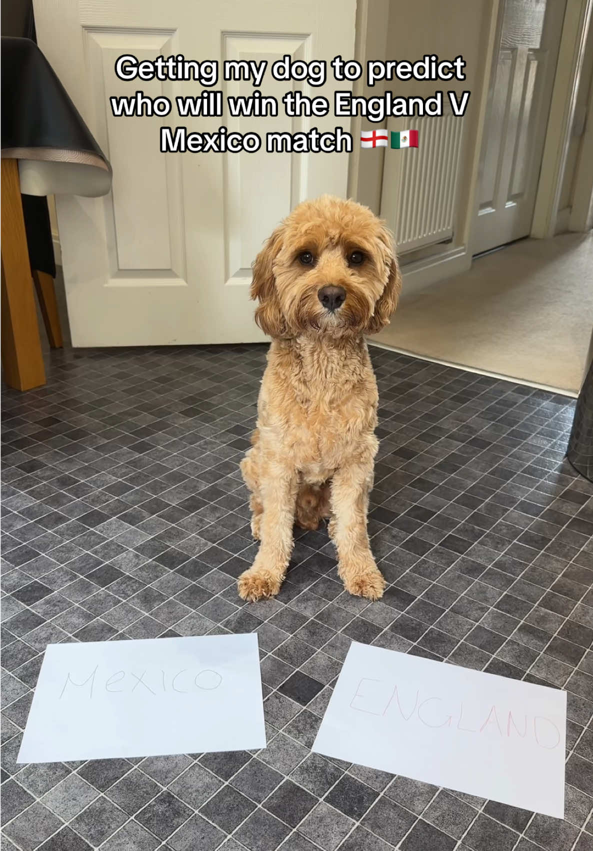 @Max the cavapoo 🐾