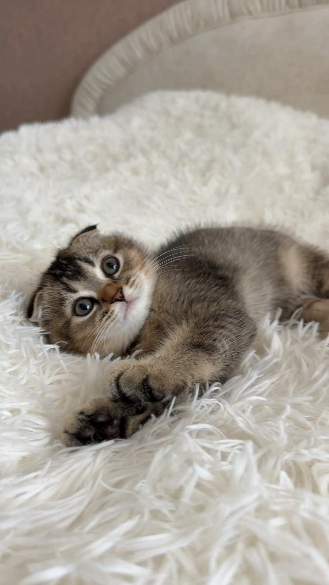 @Cat&Kittens
