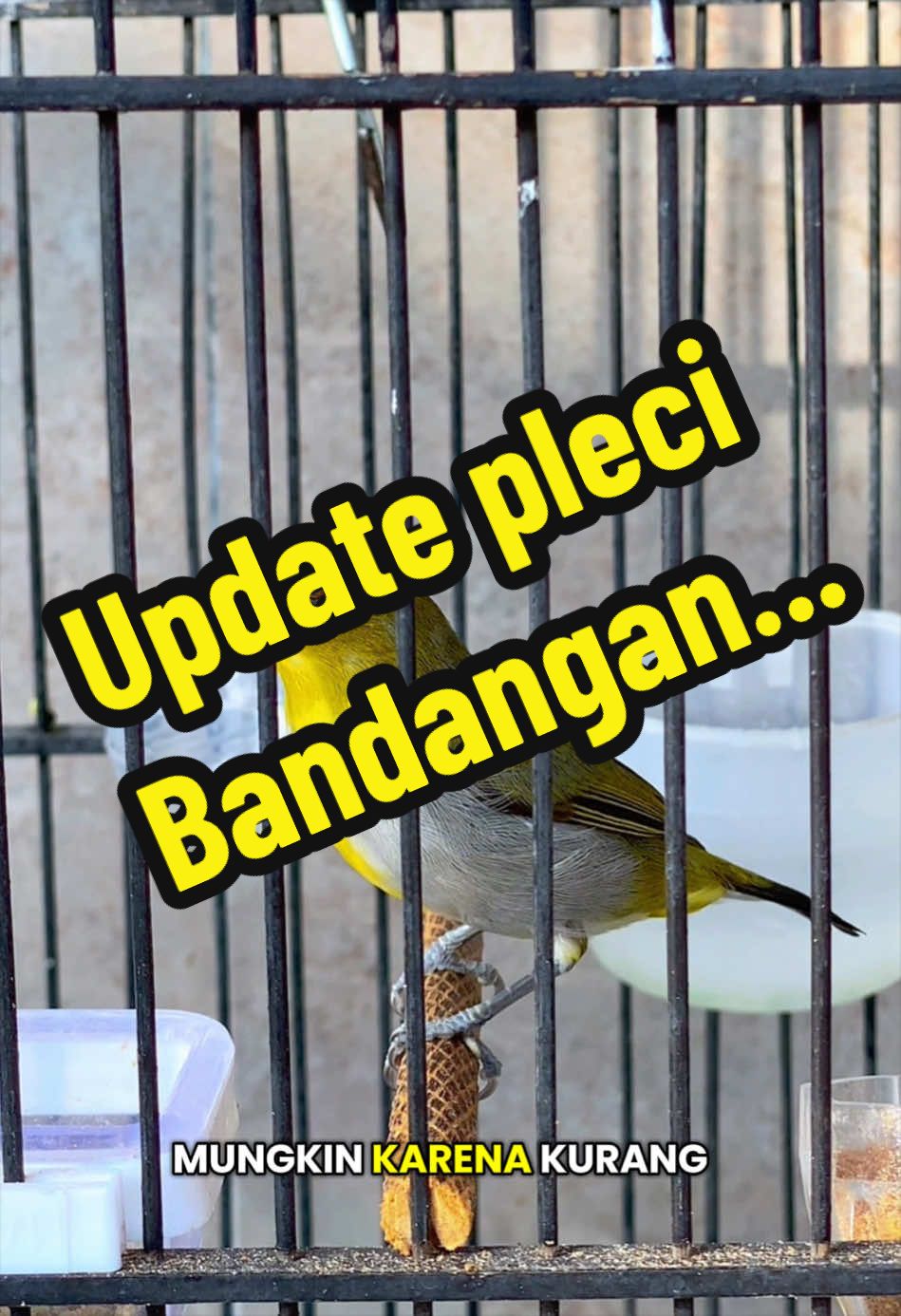 @GeDang Manuk