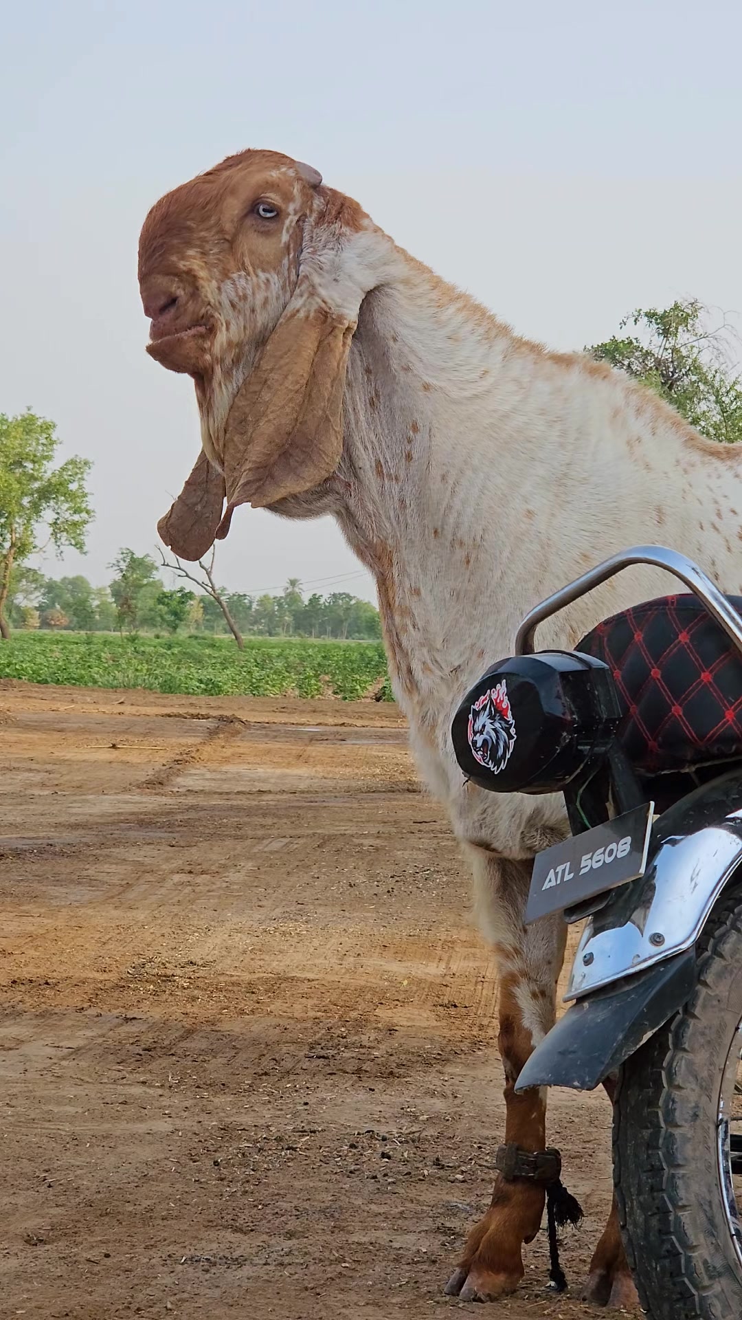 @《SIDHU}{GOAT}{FARM》