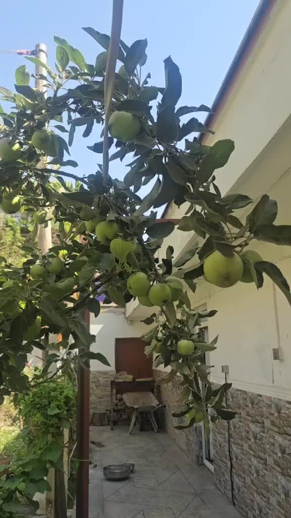 @kingشیرباغ🇦🇫❤️🇯🇵