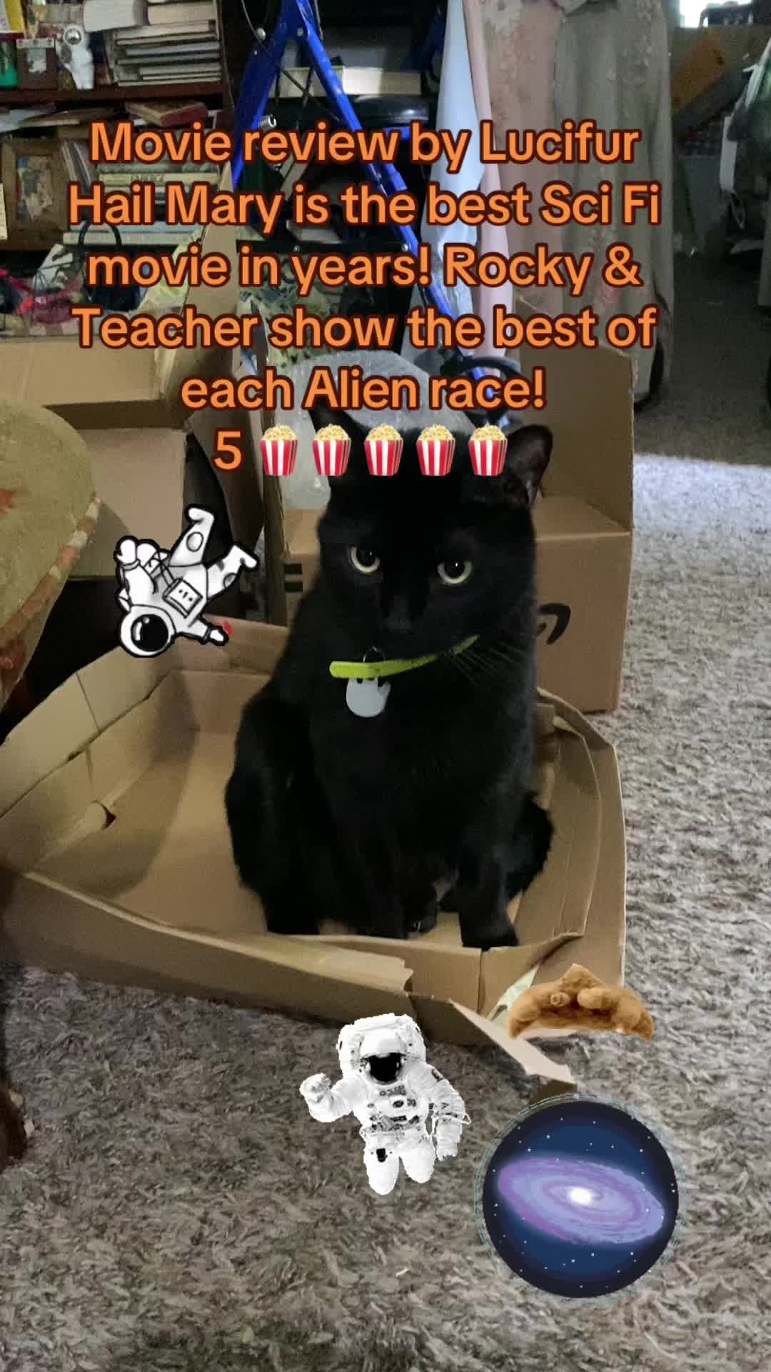 @🐈&zwj;⬛🐈Shelby🐈