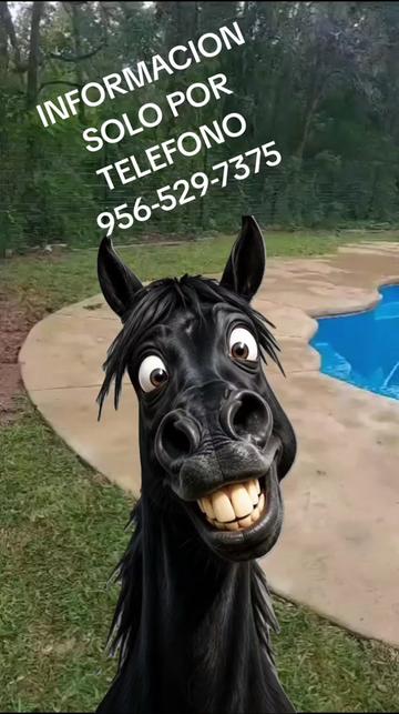 @OꓶⱯW OƆIXOꓕ NⱯꓕⱯNHOſ