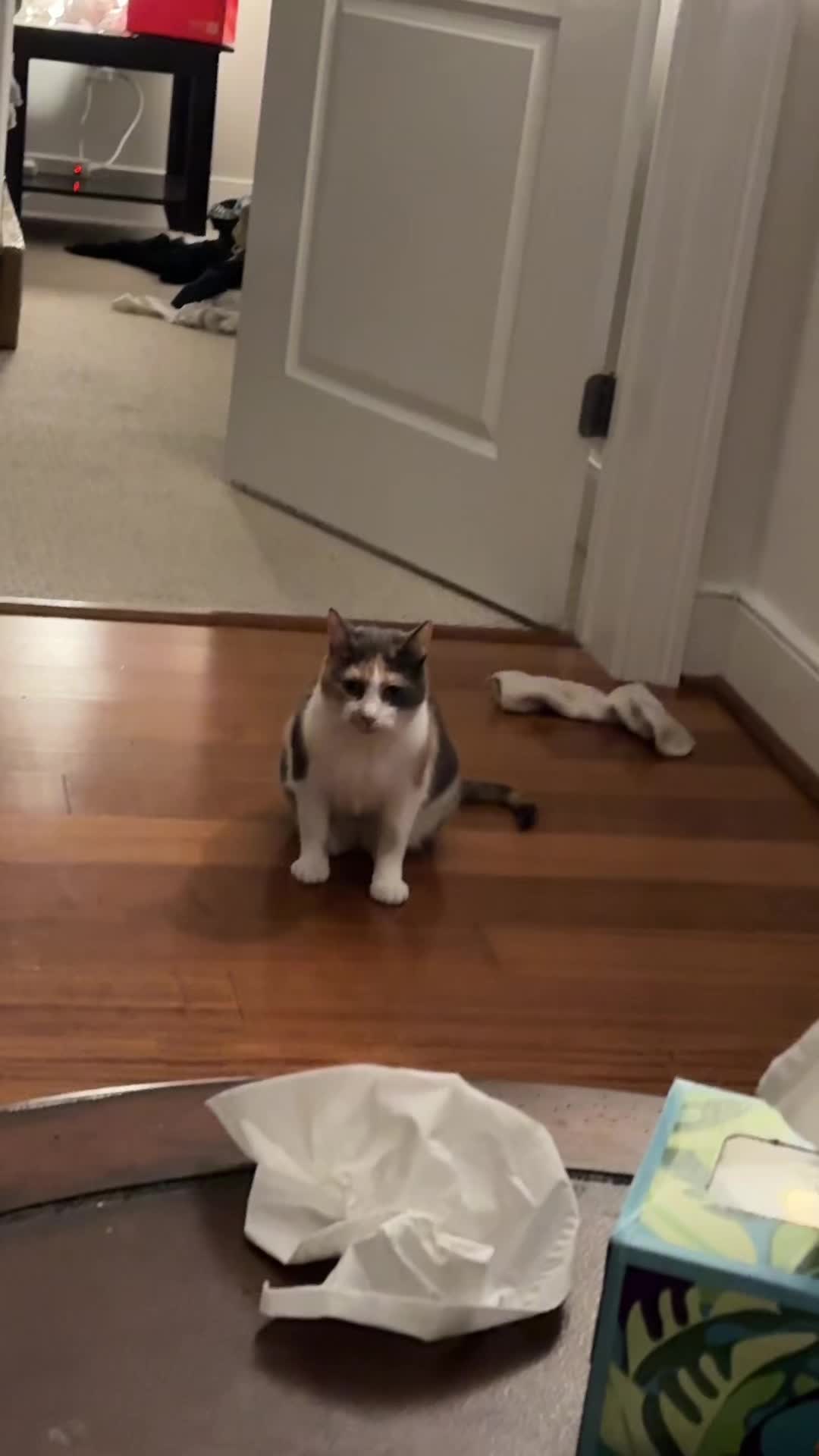 @Quinn The Calico