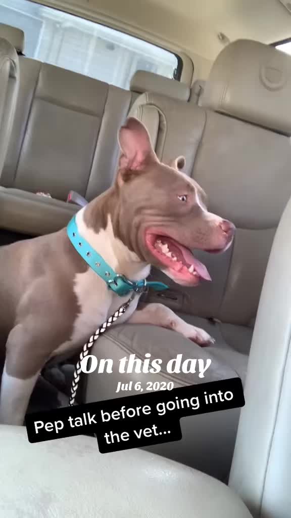 @Pittie Mom