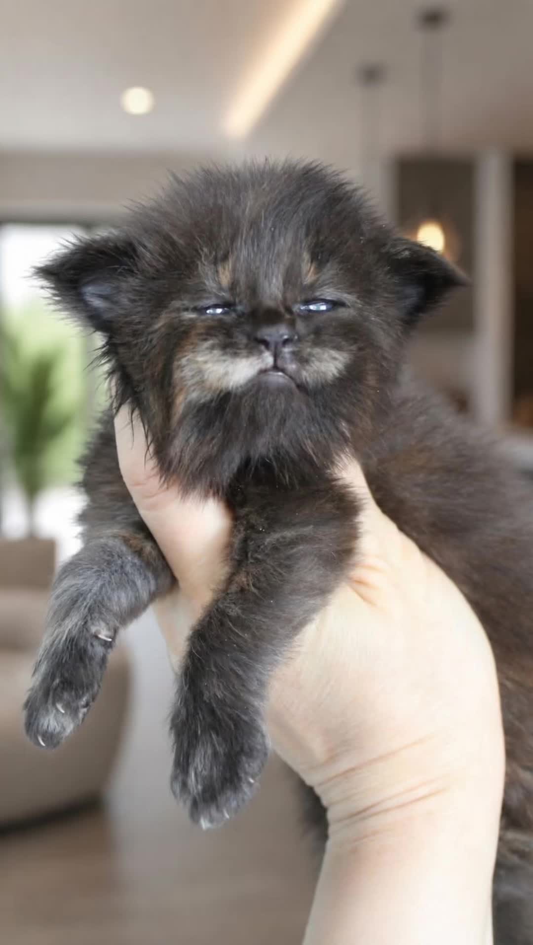 @MidwestGiantsMaineCoonCattery
