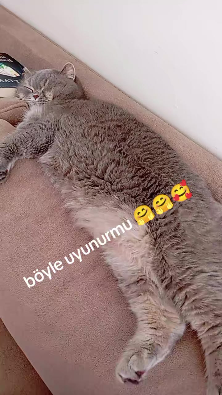 @evimizinbirtanesi