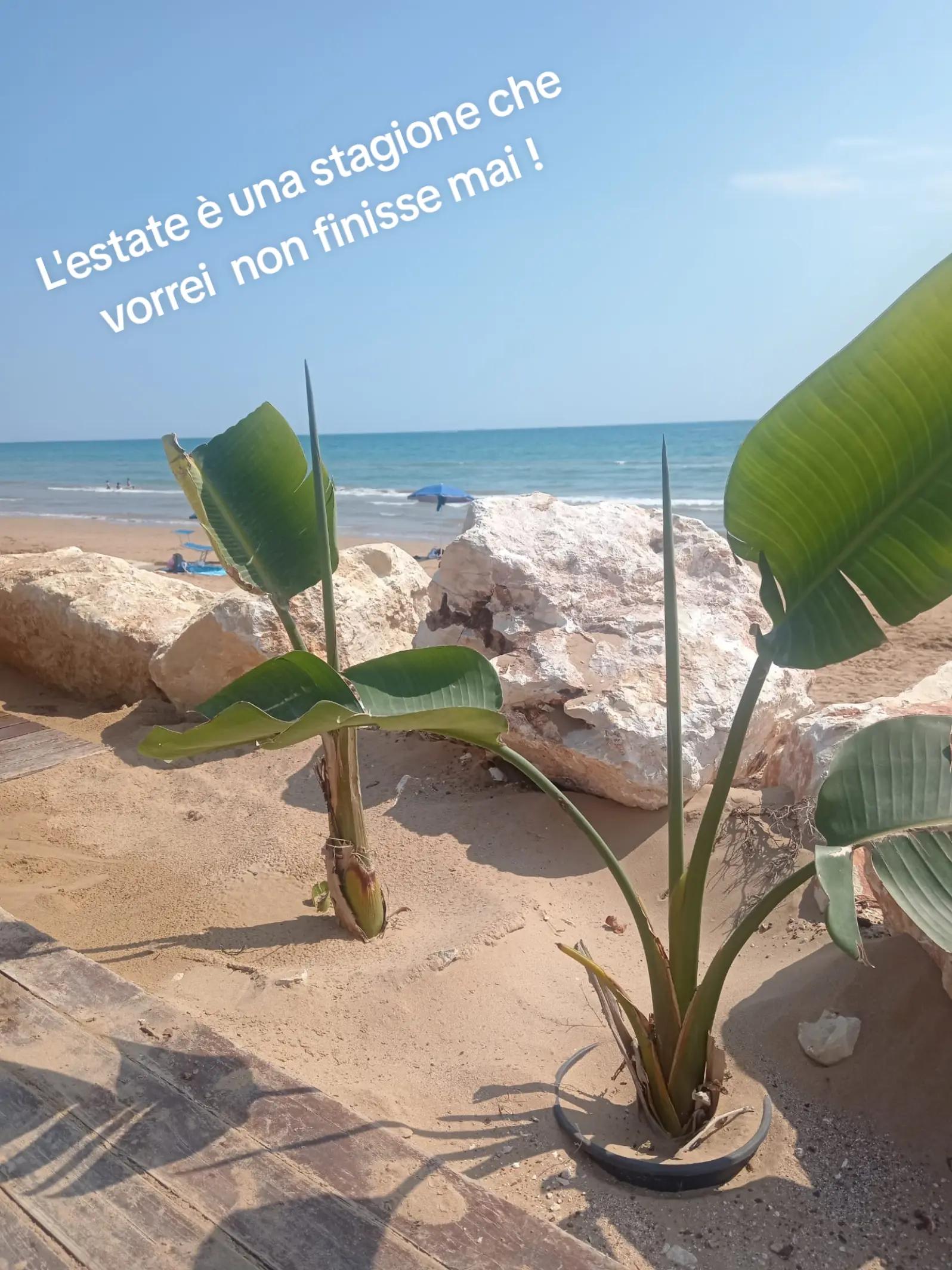 @Maria Giuffrida