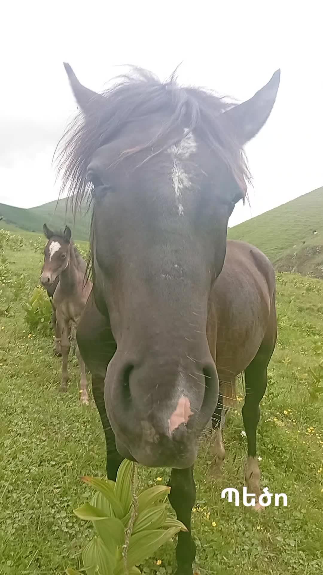 @Վաչե Գևորգյան