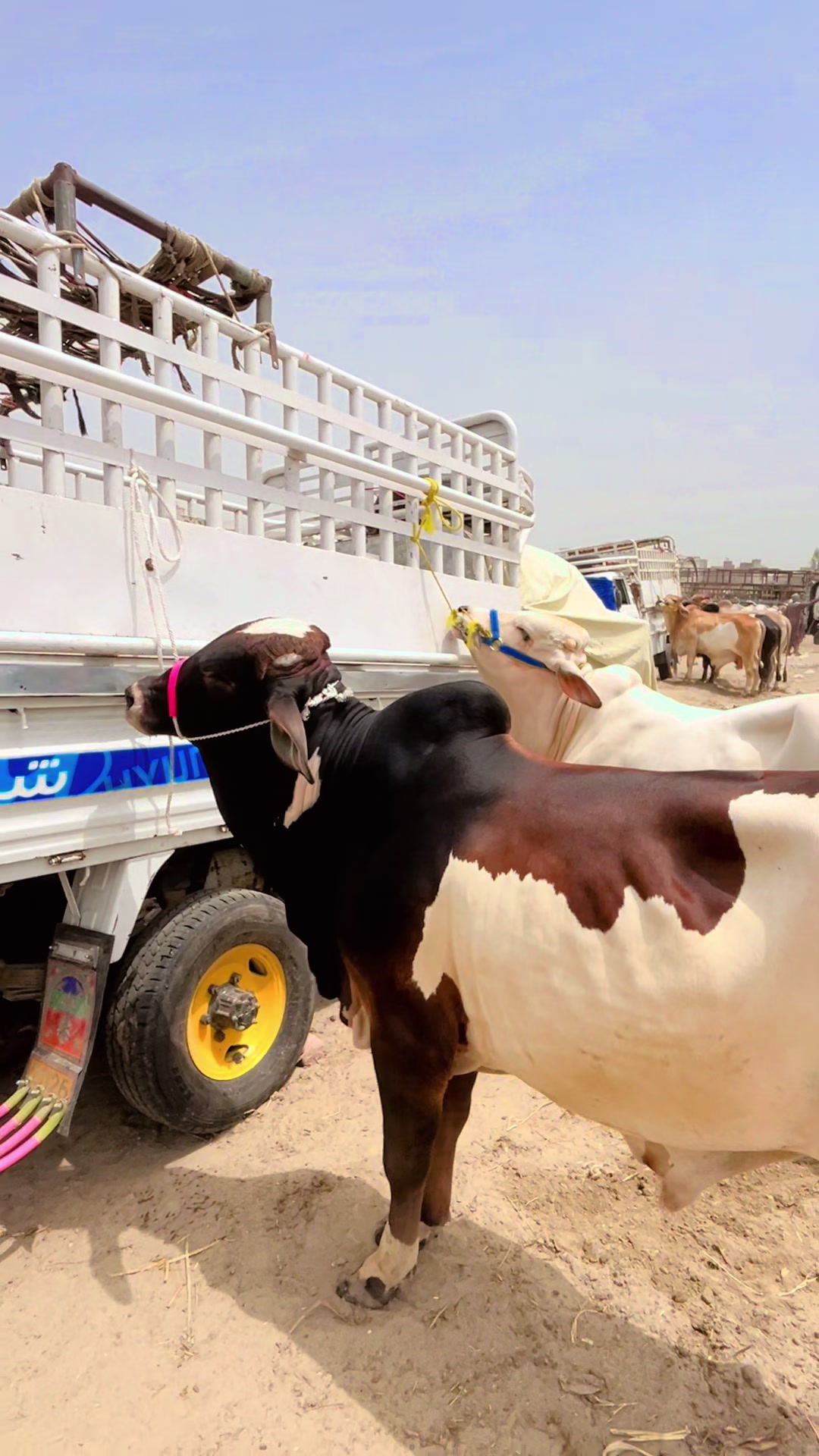 @Shah Goat Farm