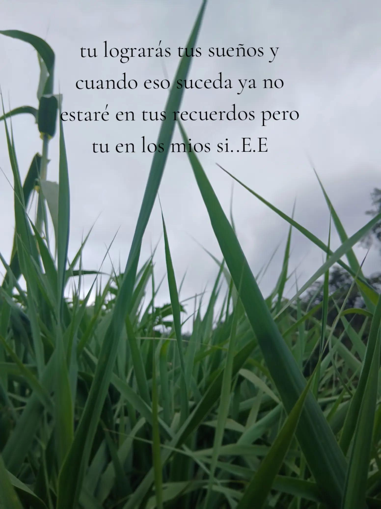 @Odalis Tom&aacute;s