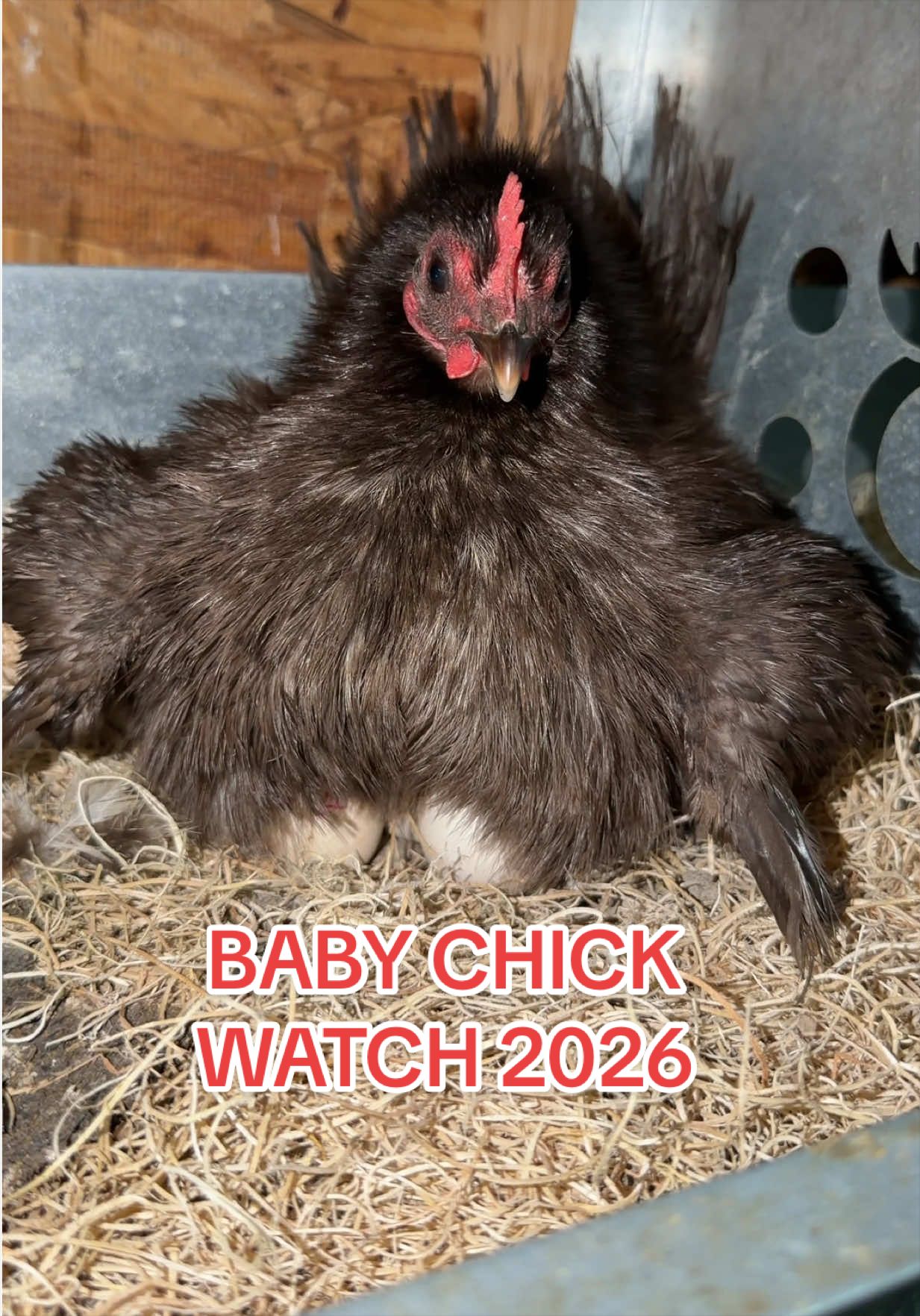 @Gulf Coast Cluckers