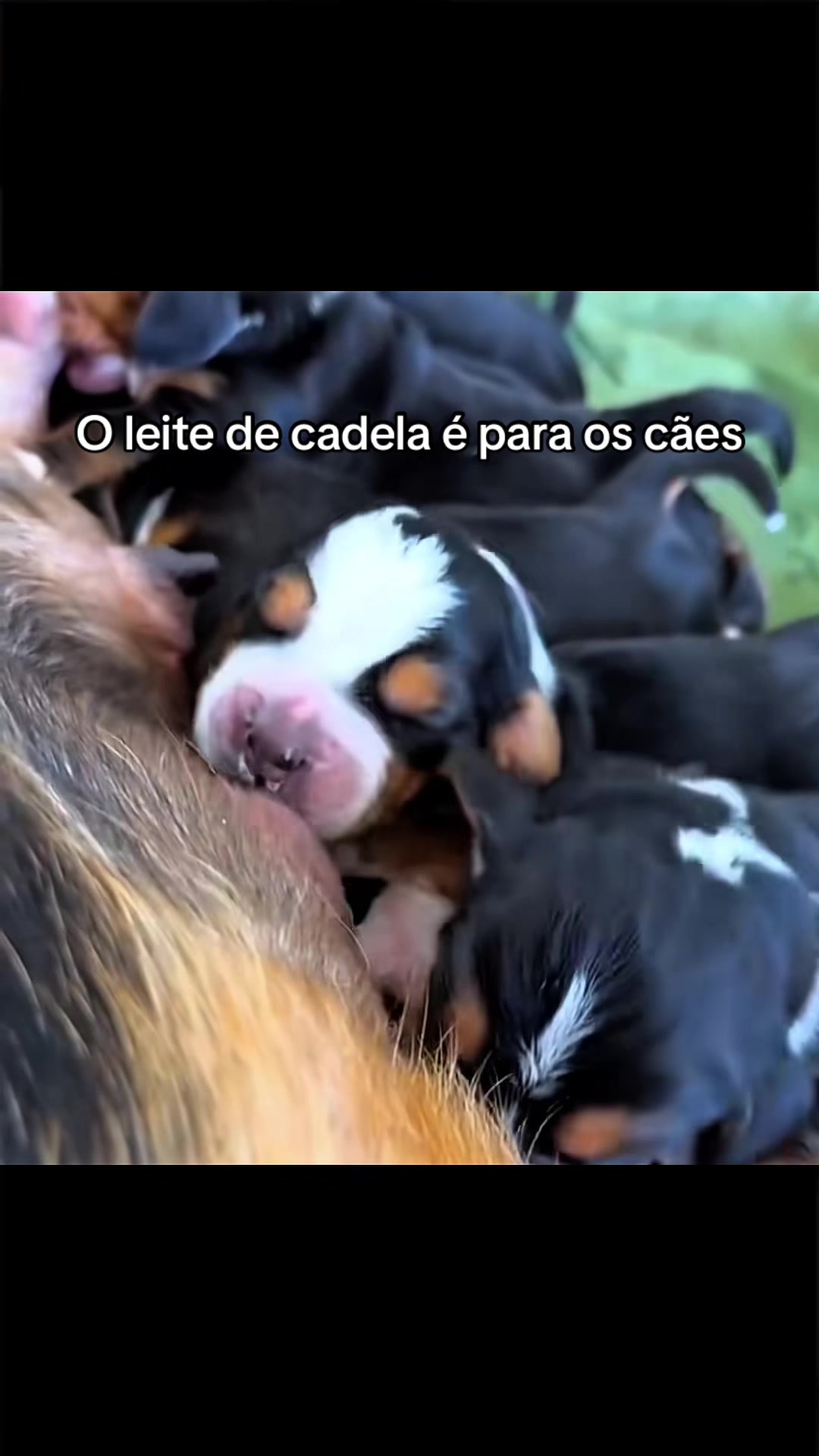 @Carne é cruel