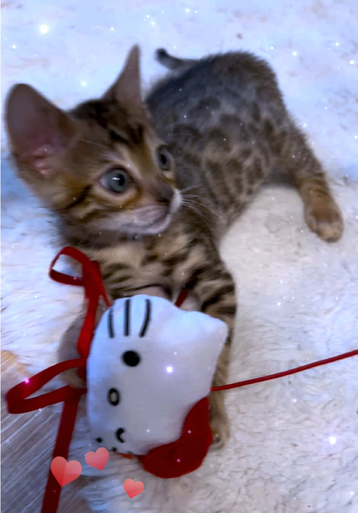 @sweet4bambi&hearts;️Bengalkitten