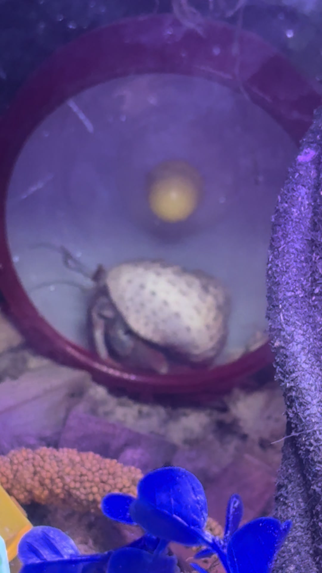 @Millennial Mama 👧 👧 🐚 🦀