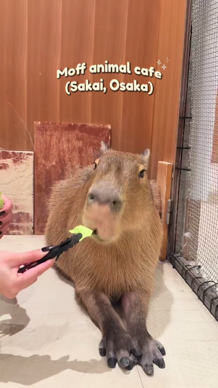 @🤎カピカピ🤎