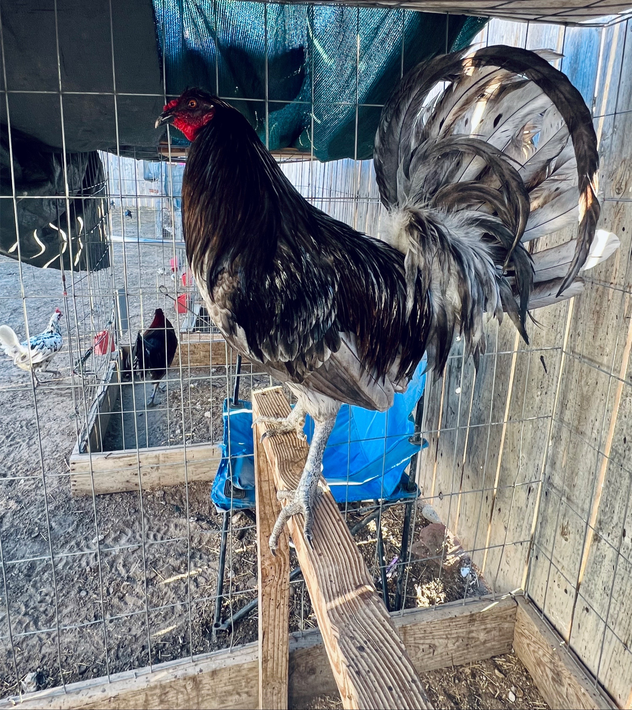 @Venturas mug gamefowl