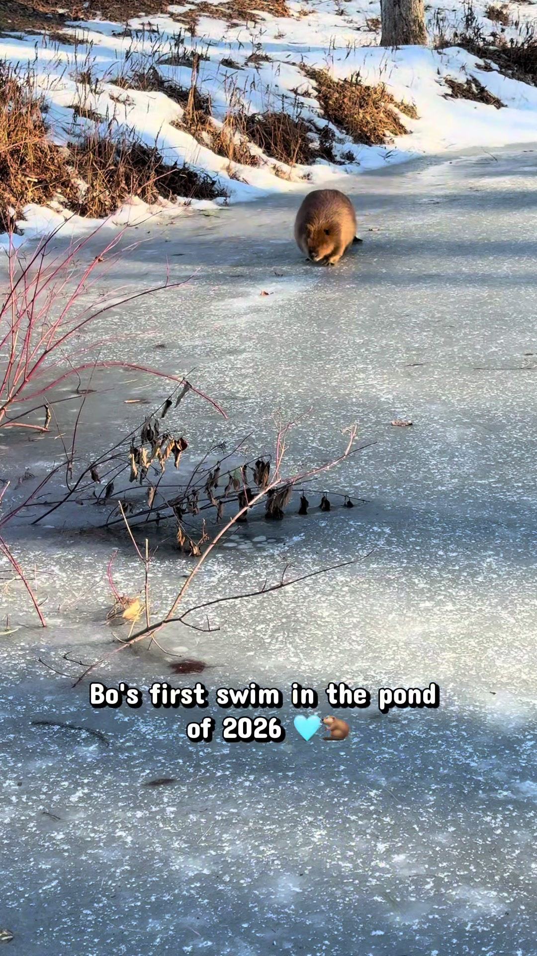 @Wild For Life Inc.
