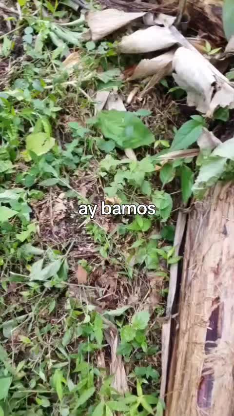 @Rosa Simbaina