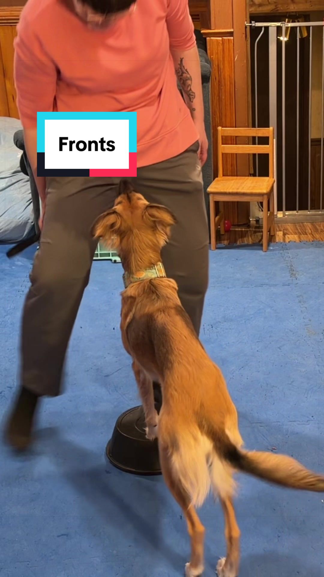 @Laura Waudby - Dog Sports