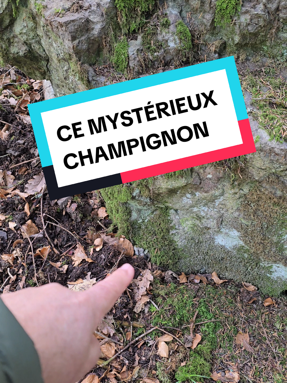@Dan 🍄&zwj;🟫 Le Champilogue