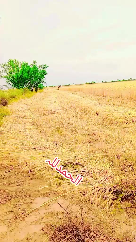 @╾━╤デ╦︻ &epsilon;𝕛𝓪𝓩 . خلیلانی🥀💫