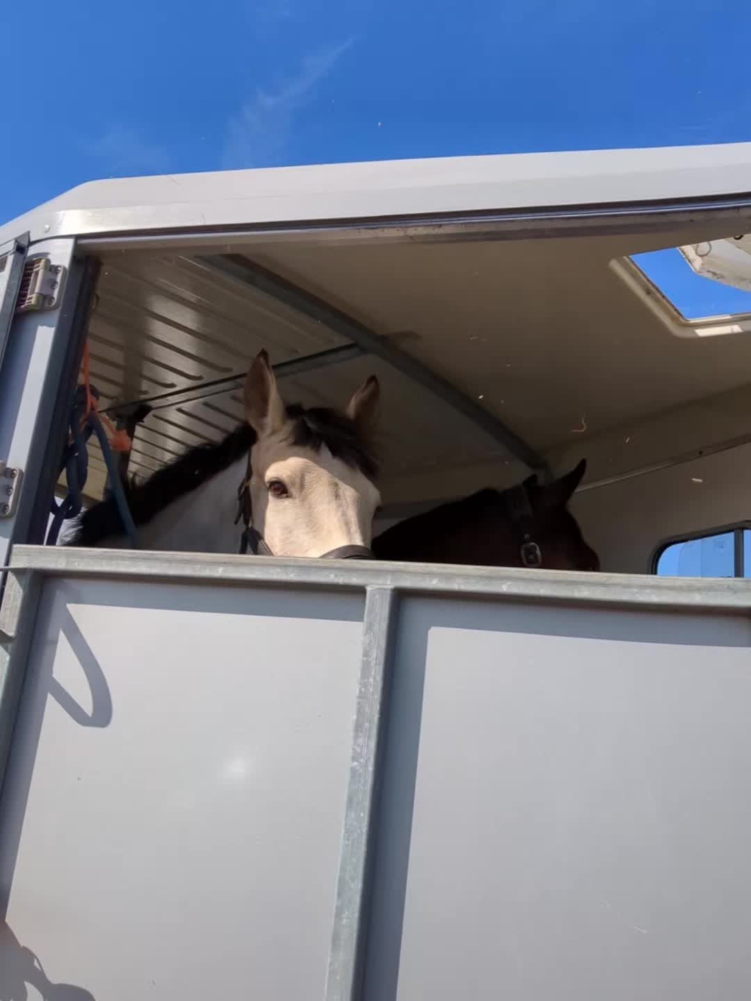 @ZB Equestrian