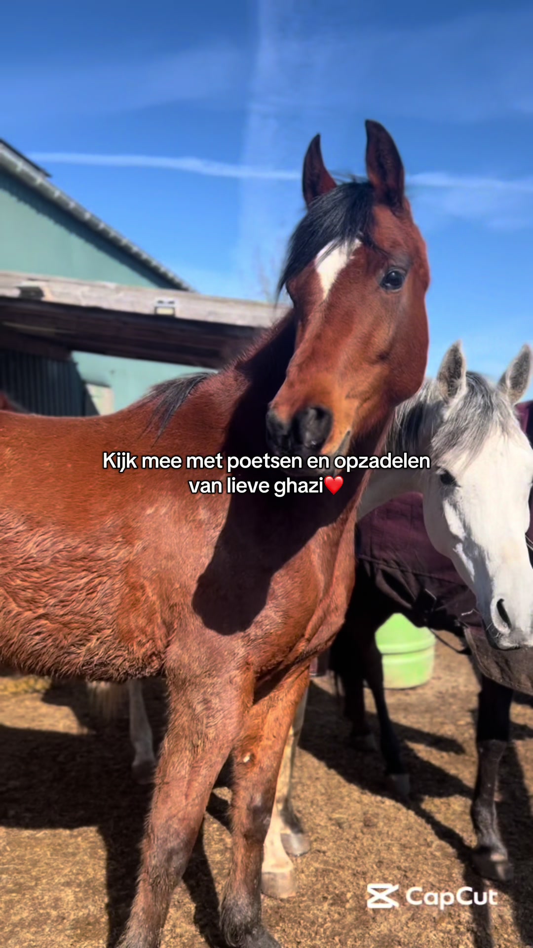 @🇳🇱 Yaartje and lovie 🇮🇪