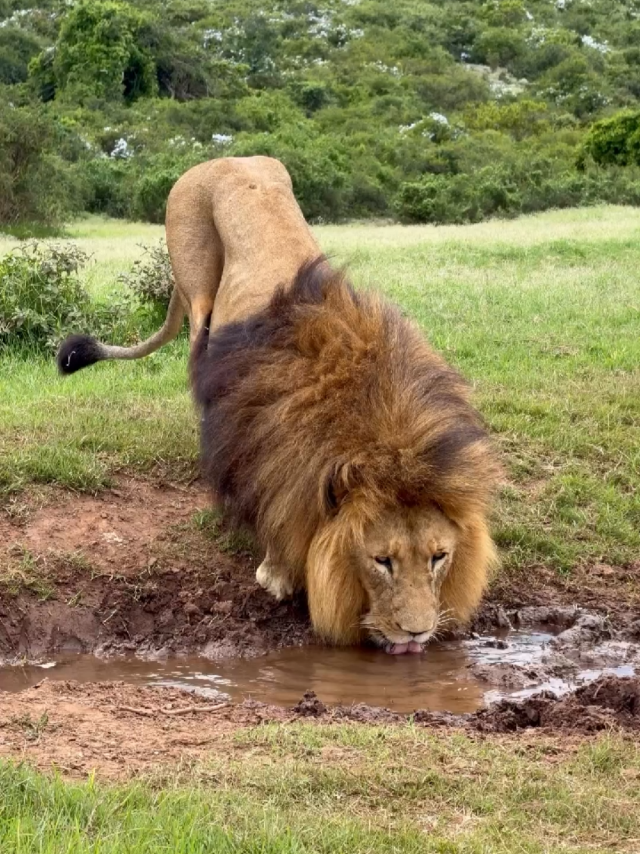 @Lion Sightings