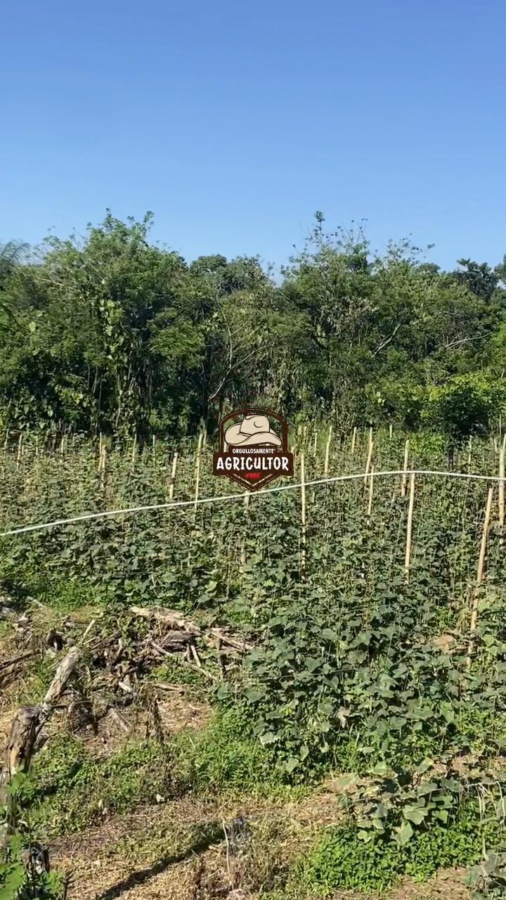 @🧑‍🌾🤎🌱PAPA XEU🧑‍🌾🤎🌱 C-4