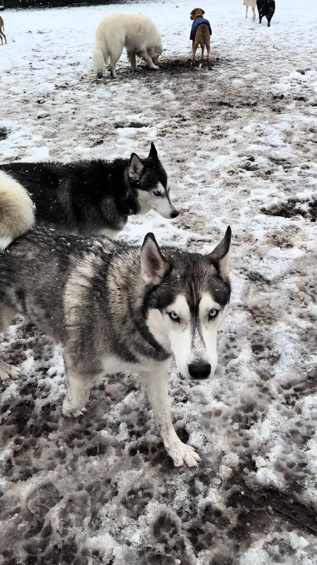 @Derpydogbus