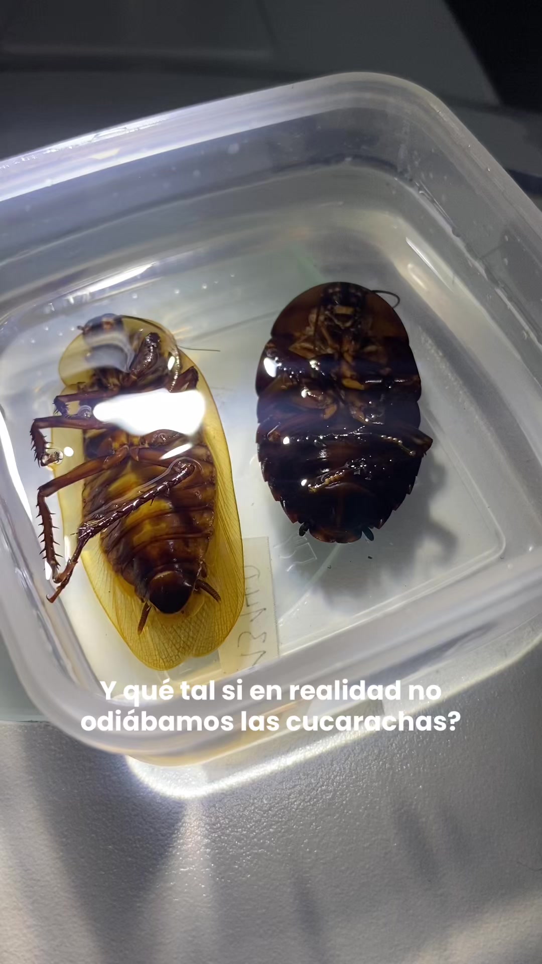@Biocattleya | Divulgaci&oacute;n 🍄