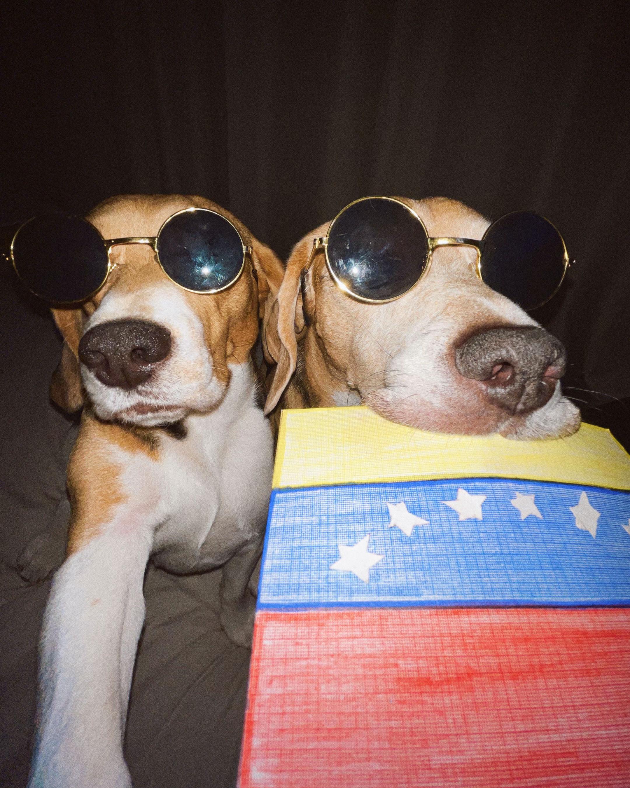 @Jake el perro