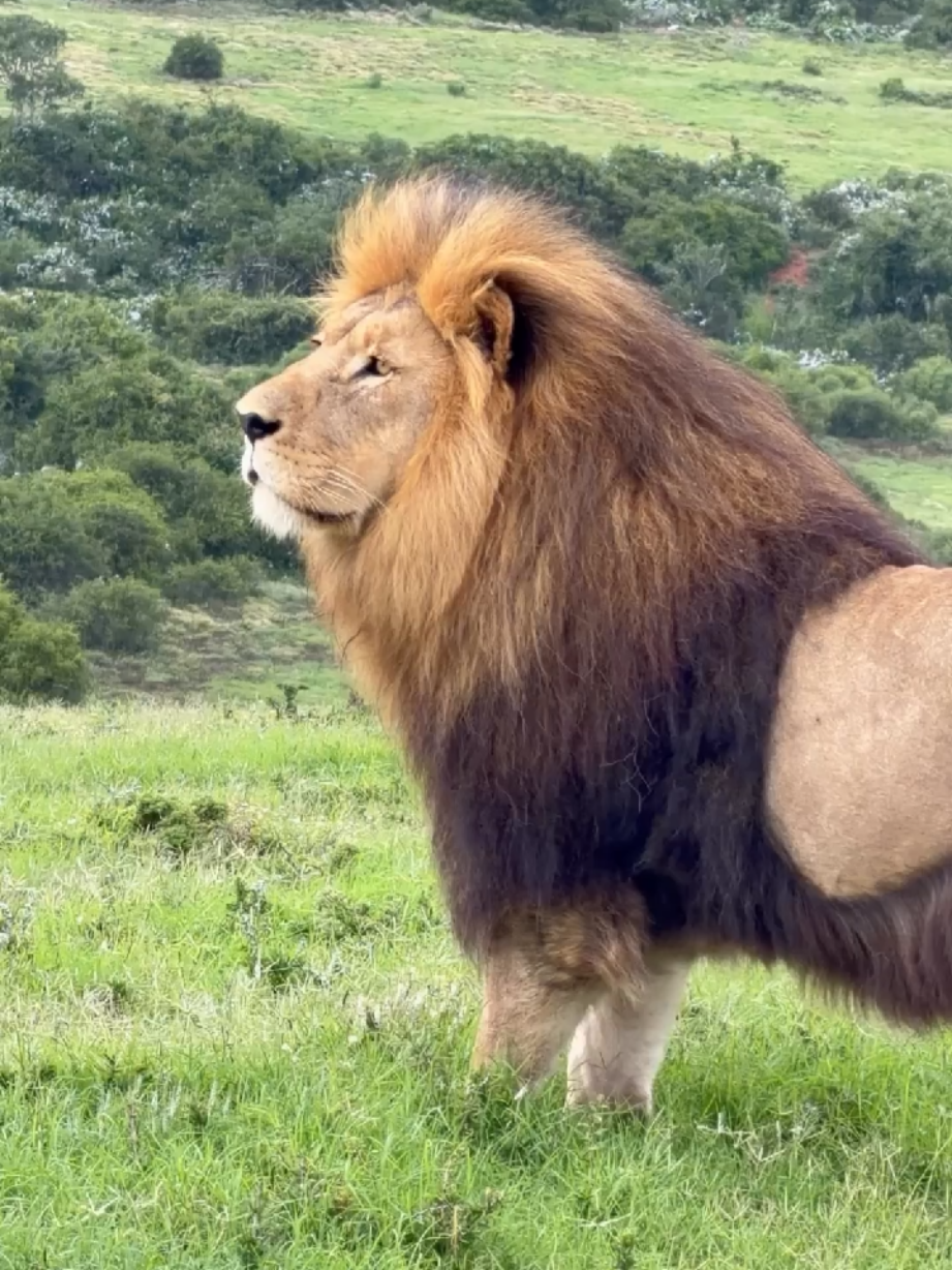 @Lion Sightings