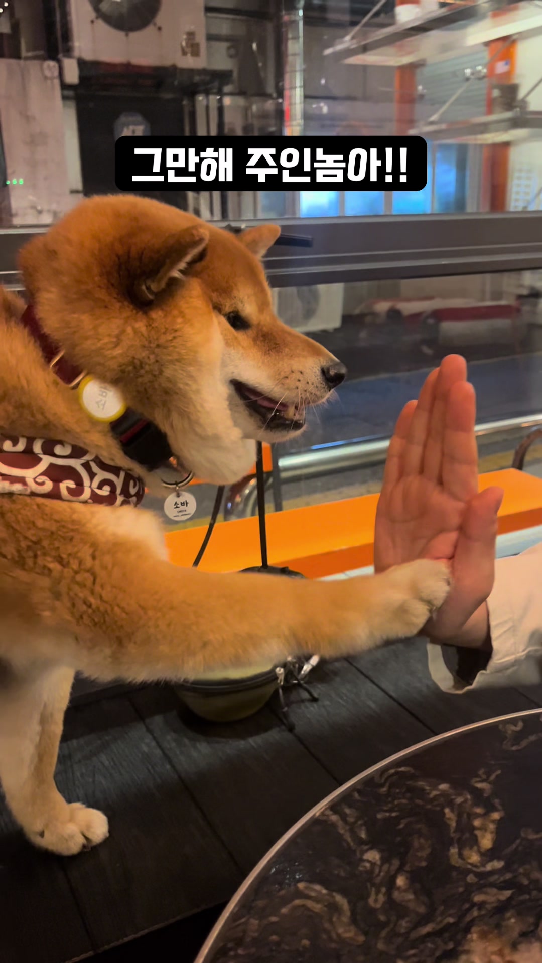 @틱톡하는시바🐕