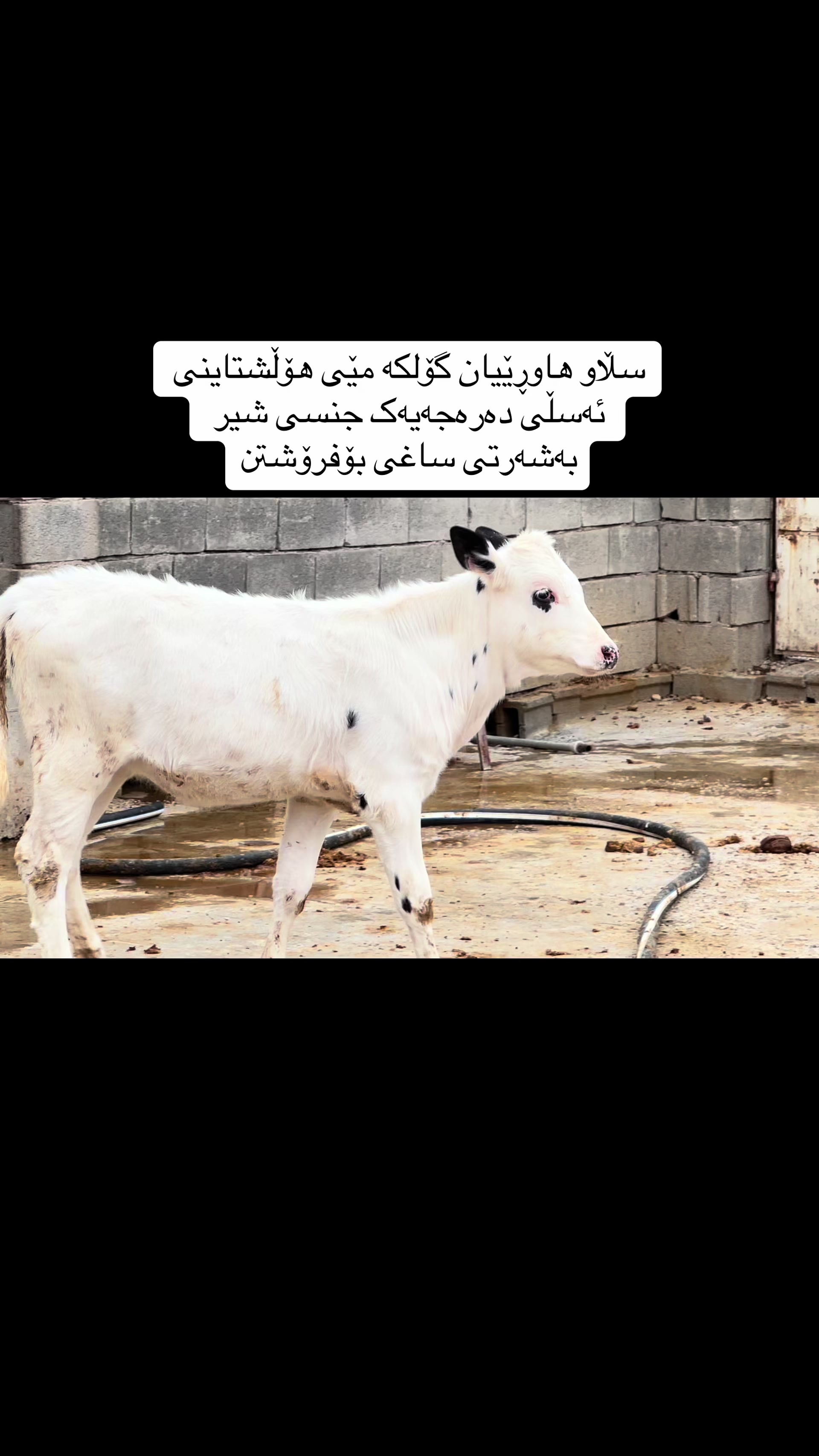@مەیدانی ئاژەڵانی محمد 🐄🐂