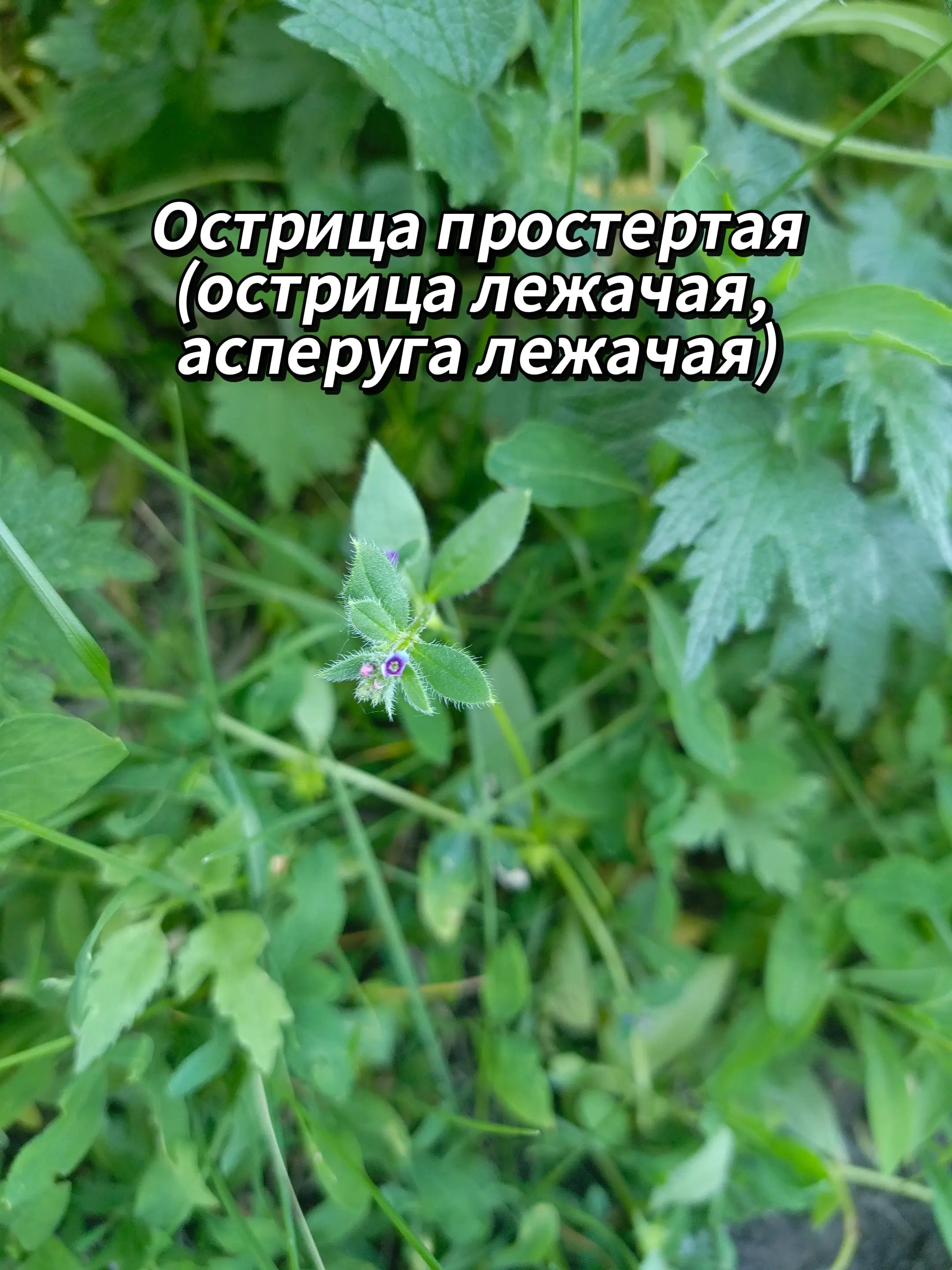 @🍃Зелёный&nbsp;шифр🍃