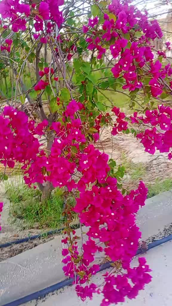 @Sohag Akhtar