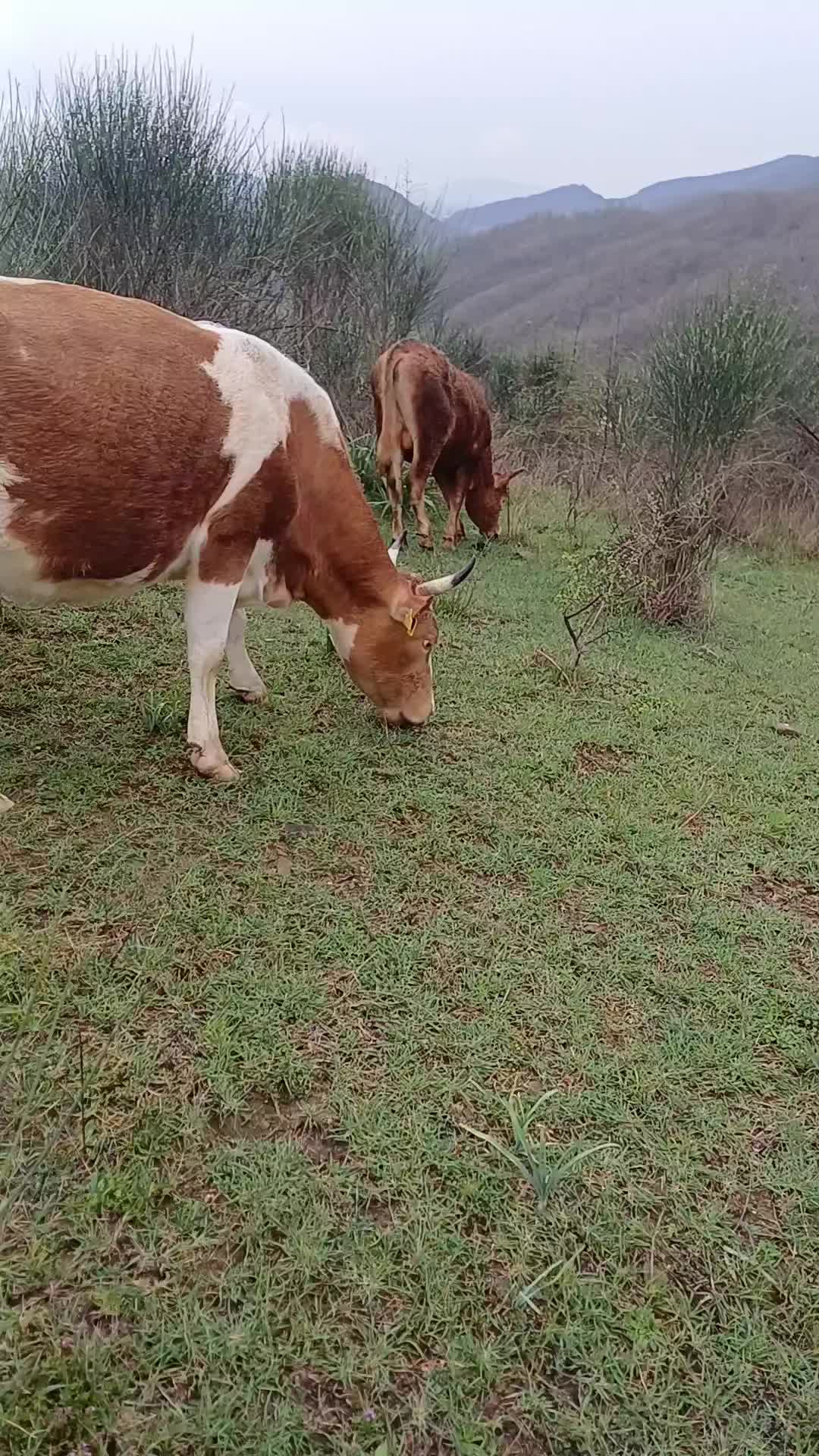 @GurishtaFarm