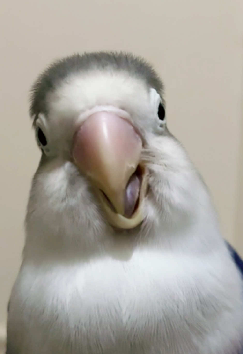 @Birdo and BB