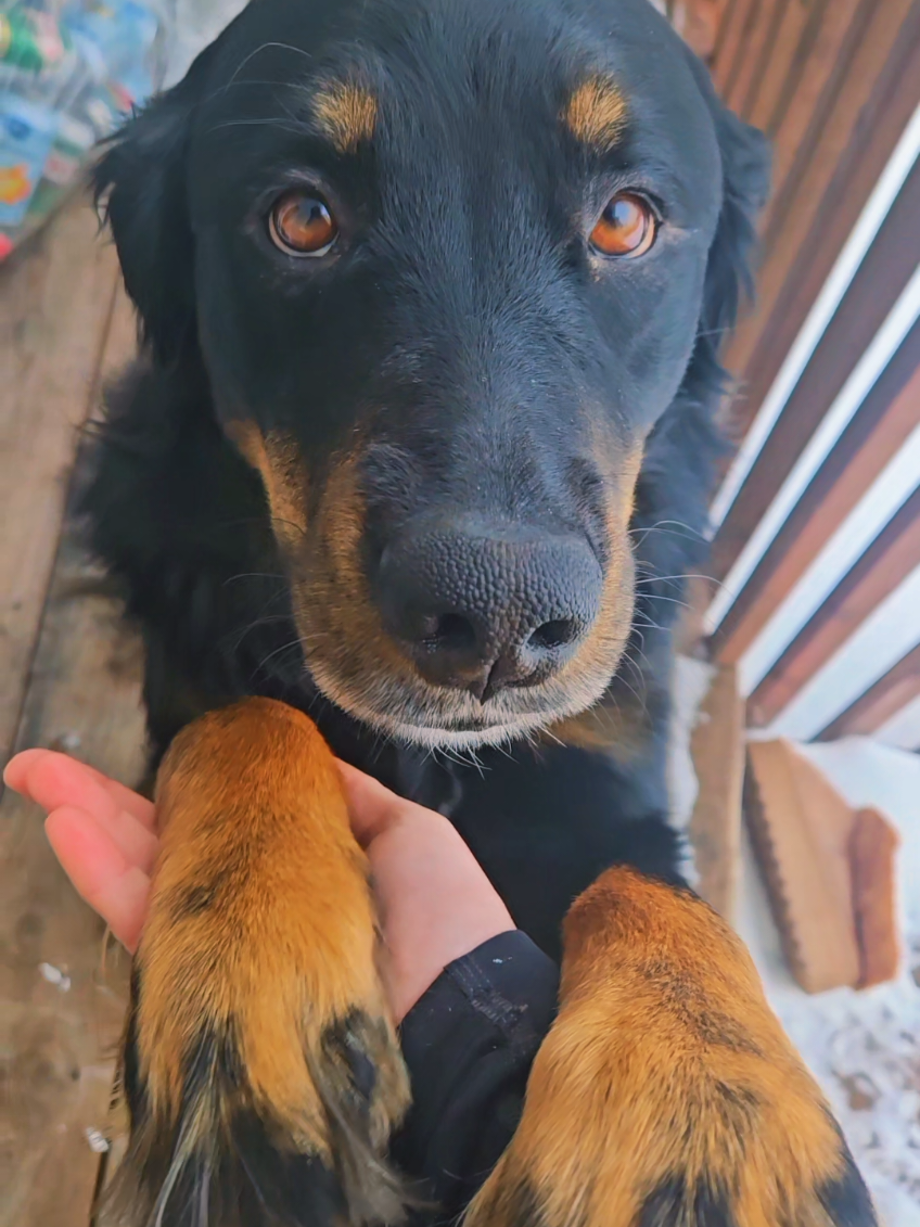 @Toostie the dog 🐶