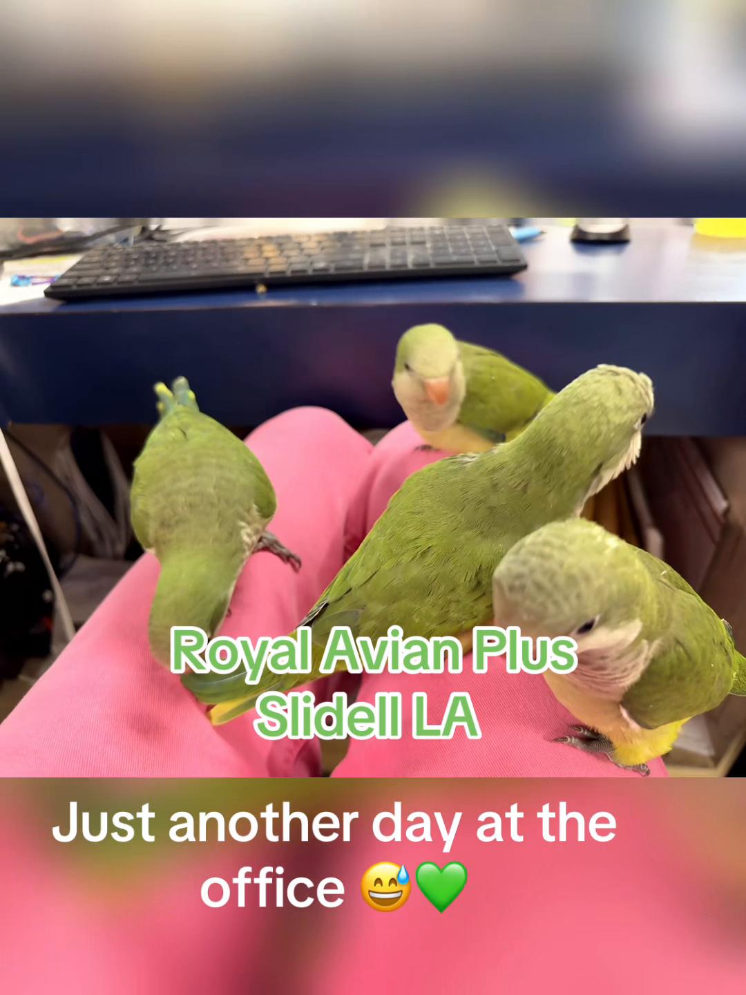 @Royal Bird Lady 💙
