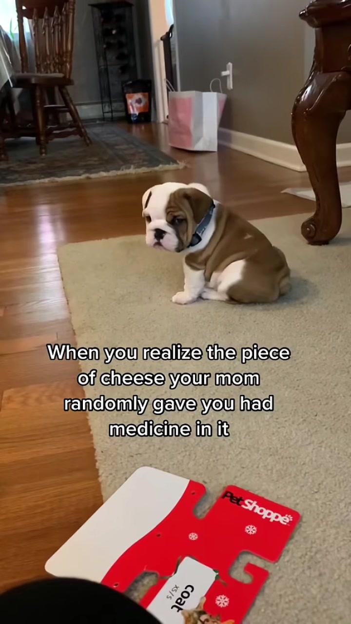 @Stubby The Bulldog