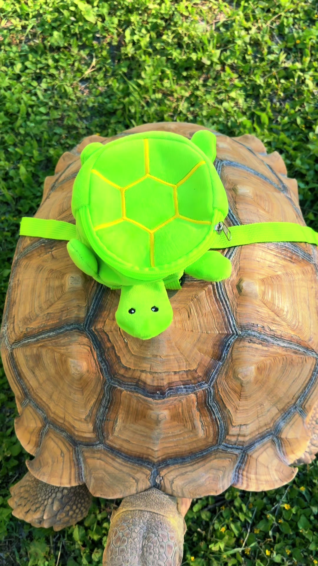 @OtisTheTortoise