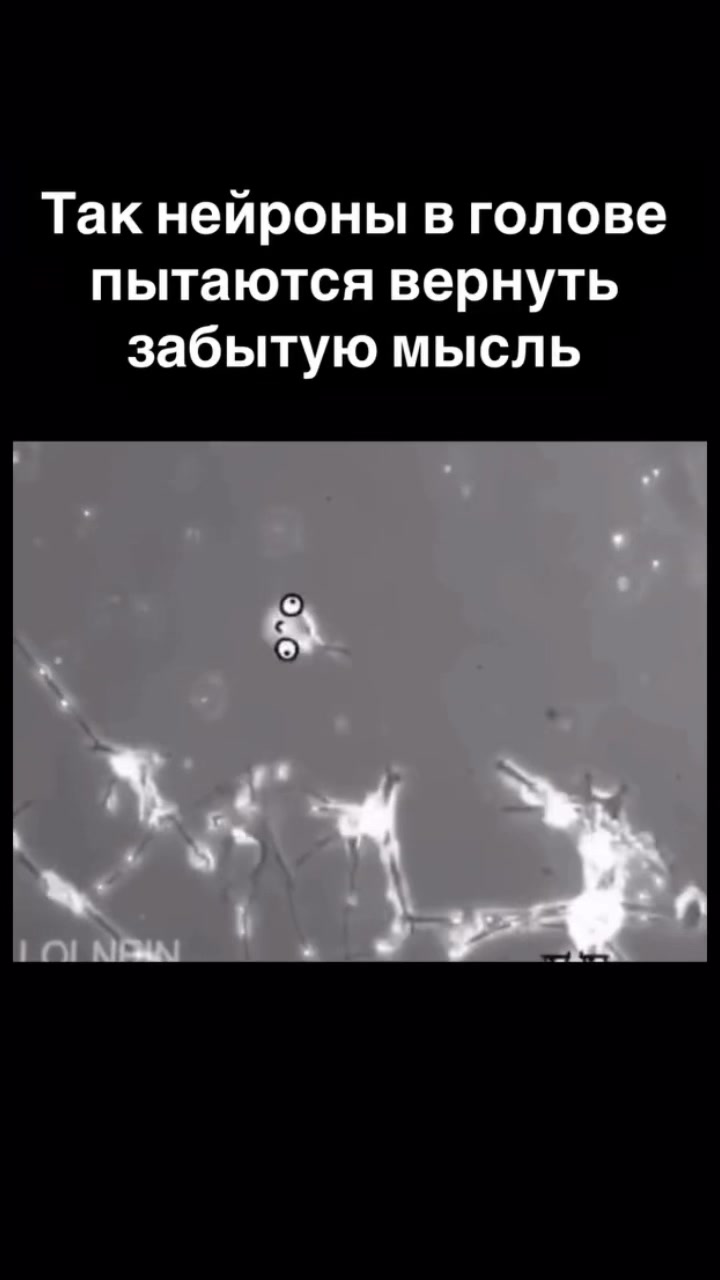 @_Bibo_